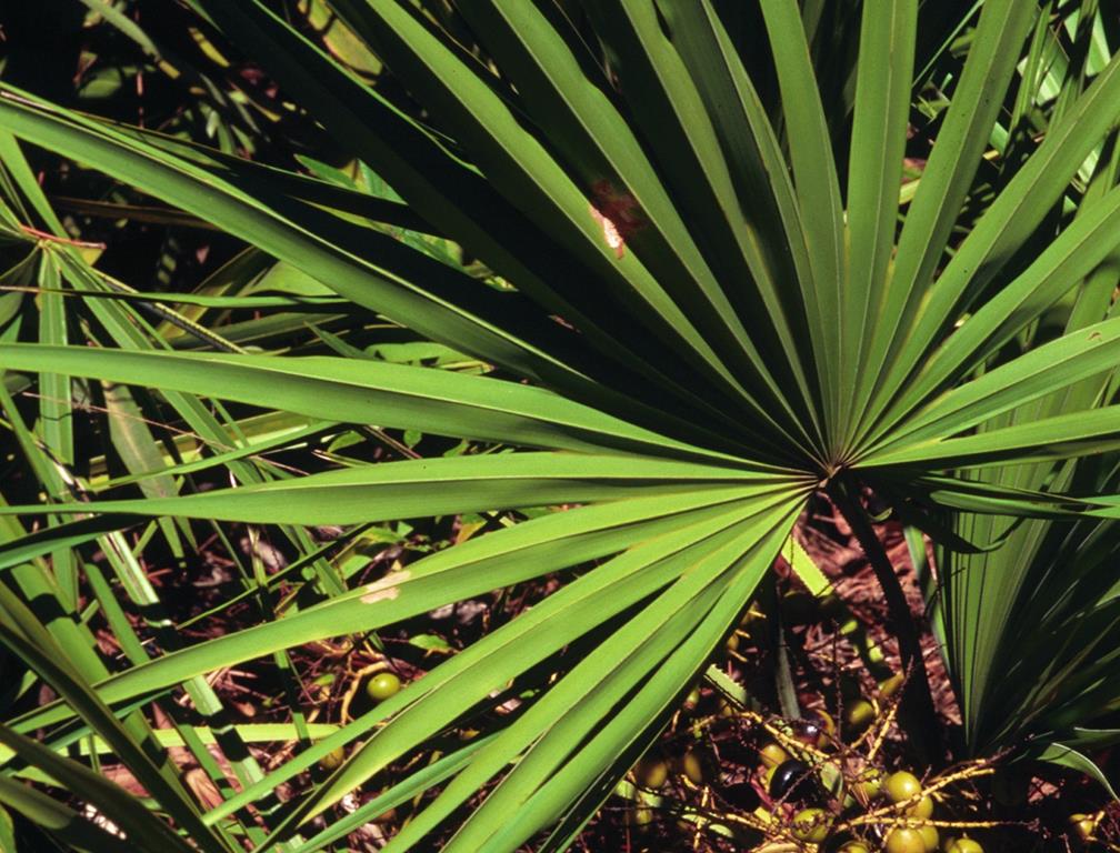 Saw Palmetto Serenoa Repens